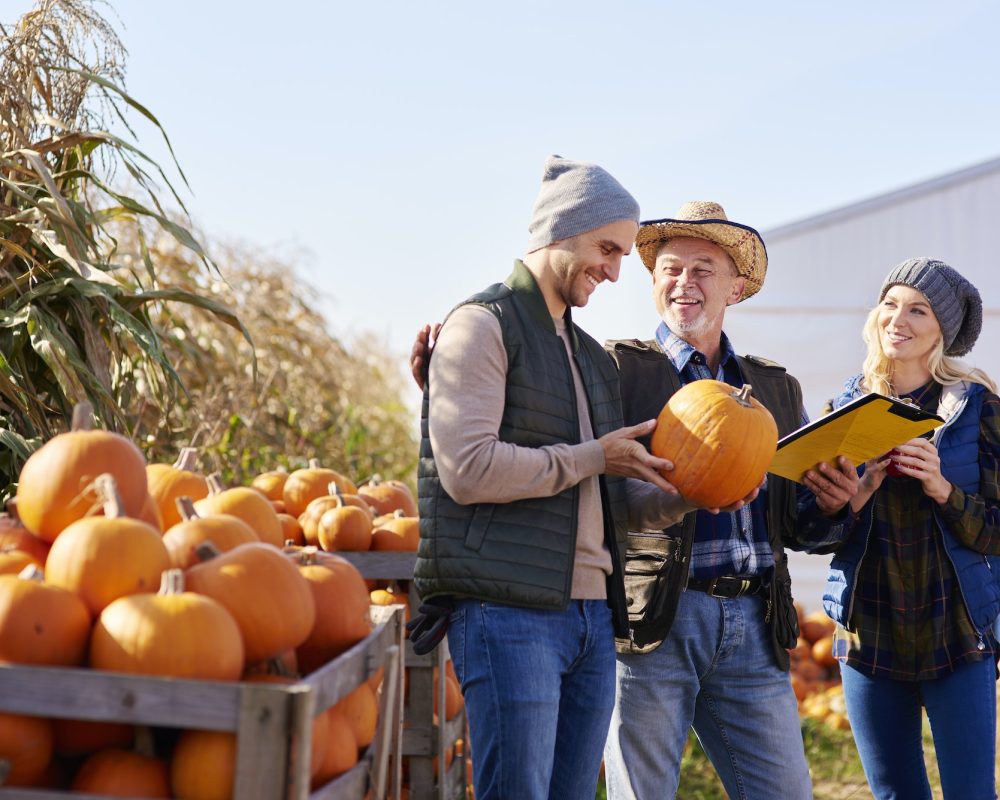 Farmers working at pumpkin farm