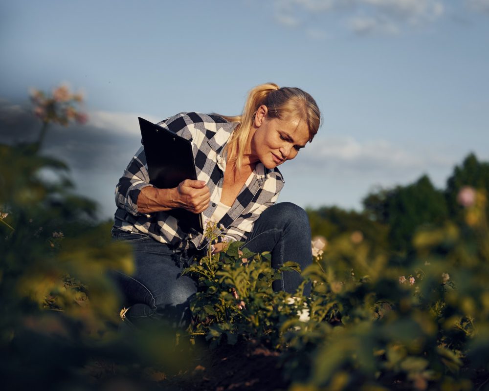 Quality control. Checking growing products. Woman is on the agricultural field at daytime